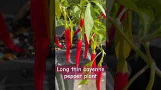 Harvest day 😍chilipepper cayennepepper mygardentoday grownfromseed shorts spicy [upl. by Helbonia]