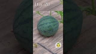 Watermelon in Pot  from Seed to Watermelon [upl. by Gwenni]