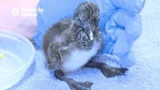 Snack Time with Our New Murre Chick [upl. by Aerdnaid907]