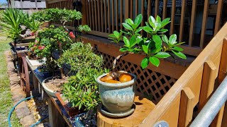 Ficus repotting at Driveway Bonsai Bonsai by the Samurai [upl. by Aztinaj]