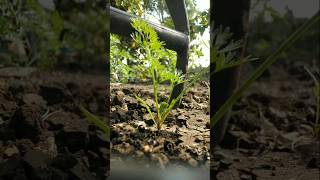 The carrot plants have grown so big nature farming carrot shorts [upl. by Annahgiel]