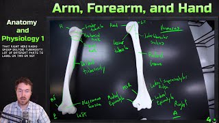 Bones and Major Markings of Arm Forearm and Hand  Anatomy and Physiology 1 [upl. by Aruon]