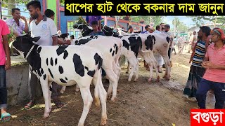 উওরবঙ্গের সবচেয়ে বড় ধাপের হাট থেকে হাই কোয়ালিটির বকনা বাছুরের দাম জানুন cow price 2023 [upl. by Fassold]