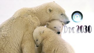 Documentário Urso polar em ação [upl. by Ayyidas]