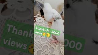 My Budgies Babies And PetsAllhumdulliah New Babies birds budgies hafsa pets shortsviralshort [upl. by Acirahs]