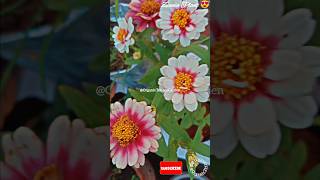 💗Beautiful Zinnia Flowers✨😍 zinnia youtubeshorts garden shorts likes [upl. by Basil]