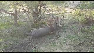 Lions hunt Warthog [upl. by Christy]