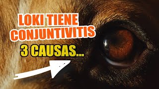 👀¿QUÉ Causa La CONJUNTIVITIS en PERROS 🐶3 Principales Razones [upl. by Angel]