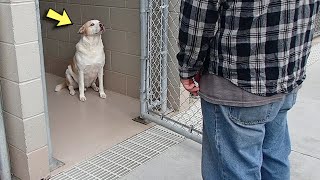 The Shelter Dog Began to Cry When he Recognized the Man Standing in Front of Him [upl. by Namyh]