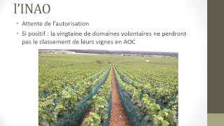 Filets pare grêle pour les vignes de Bourgogne [upl. by Nortad]