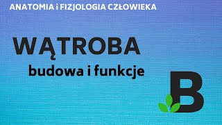 WĄTROBA budowa i funkcje wątroby  ANATOMIA i FIZJOLOGIA człowieka  KOREPETYCJE z BIOLOGII  252 [upl. by Valeta]