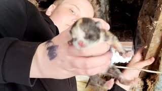 Found a cat and newborn kittens in the attic of an abandoned house [upl. by Osana]