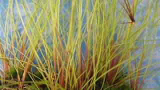 Eleocharis vivipara Umbrella Hairgrass [upl. by Gnirps]