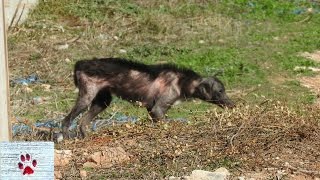 Rescue and transformation of a wild sick and starving dog [upl. by Arahk329]