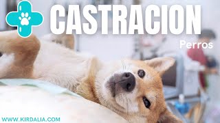 CASTRACIÓN QUIRÚRGICA EN PERROS [upl. by Trinetta]