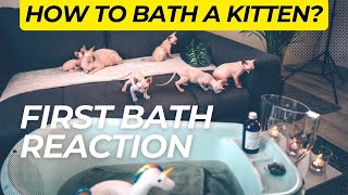 How to Bathe a Sphynx Kitten  The StepByStep Guide [upl. by Tade]