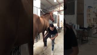 At nalı çıkarma horseshoe removal horse atlar animals keşfet viral horseriding usa england [upl. by Joannes]