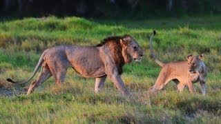 Conservationists tackle extinction of Nigerian lions [upl. by Latricia336]