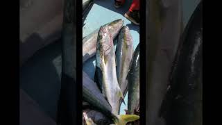 Another great day on the water wide open yellowtail fishing fishing fish yellowtail [upl. by Ahsinauj]