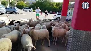 Schafe stürmten beinahe NettoMarkt in Kareth [upl. by Plank]