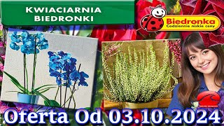 𝐁𝐈𝐄𝐃𝐑𝐎𝐍𝐊𝐀🐞Kwiaciarnia Biedronki Nowa Oferta Od 03102024 Kwiatowe Inspiracje Biedronki Tanie Kwiaty [upl. by Eetsirk]