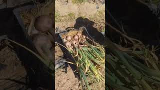 Harvesting Early Italian Purple Garlic [upl. by Thaxter]