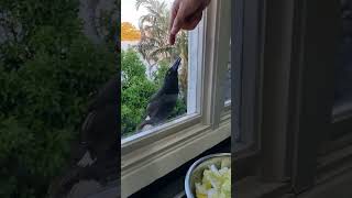 Australian “Currawong”bird curiously at kitchen window [upl. by Andra]