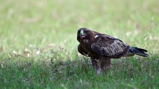 Eagle having a meal [upl. by Raffo]