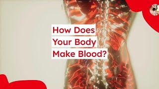 How Your Body Makes Blood [upl. by Kolosick]