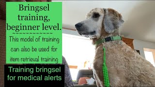 Bringsel training beginner level  item retrieval training  full uncut training session [upl. by Aihcrop]