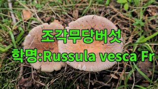 🍄조각무당버섯 학명Russula vesca Fr [upl. by Penelope]