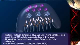 Istologia  Lezione 11 Osso pt 2 [upl. by Gnov]