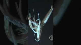 The Giant Squid Natures Unbelievable Cephalopod [upl. by Jepson]