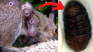 Botfly Removal from Squirrel [upl. by Lund]