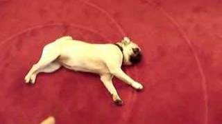 Best dog trick EVER  Play Dead with dramatic pug stumble [upl. by Felike]