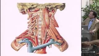 A Reappraisal of the Ligaments of the Craniocervical Junction [upl. by Edora]