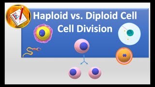 Haploid vs Diploid cell and Cell division [upl. by Debora]