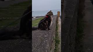 Un diablotin sur la digue bienetreanimal communicationanimale monchat [upl. by Zoes]