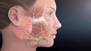 Facial Nerve Anatomy  The Facial Paralysis Institute [upl. by Nady]