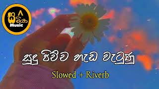 සුදු පිච්ච හැඩ වැටුණු  Sudu Pichcha Hada Wetunu Slowed  Riverb sachiya85 [upl. by Alimaj]