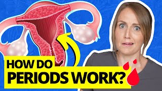 Everything You Dont Know About the Menstrual Cycle [upl. by Hutchison]