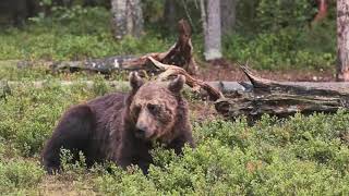 Wolves of Yellowstone [upl. by Nwahc]