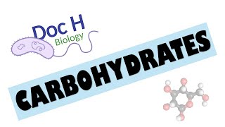 OCR ALevel Biology  Carbohydrates 212 Biological Molecules [upl. by Artek]