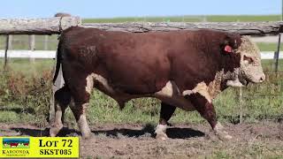 Lot 72 SKST085 Karoonda Herefords 2024 [upl. by Ninerb]