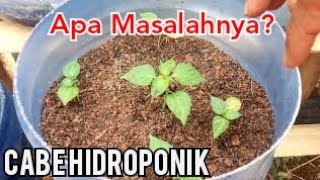 Daun Cabe Hidroponik Menguning Masalahnya Apa [upl. by Himelman]