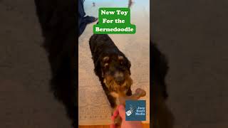 New Bone For the Bernedoodle berniedoodle doodle dog funnydog [upl. by Drooff514]