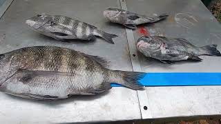 Kayak fishing Fernandina Beach Florida Winter time sheepshead and redfish [upl. by Nolita201]