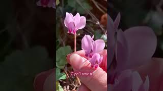 CYCLAMEN [upl. by Elleined]