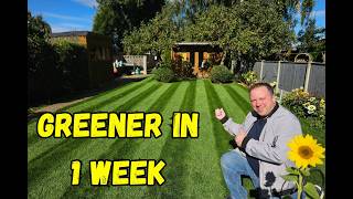 How I made my lawn Greener in 1 week [upl. by Legir]