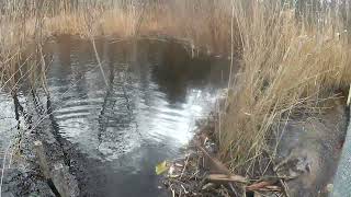 Beaver removal in rockyhill CT [upl. by Saba]